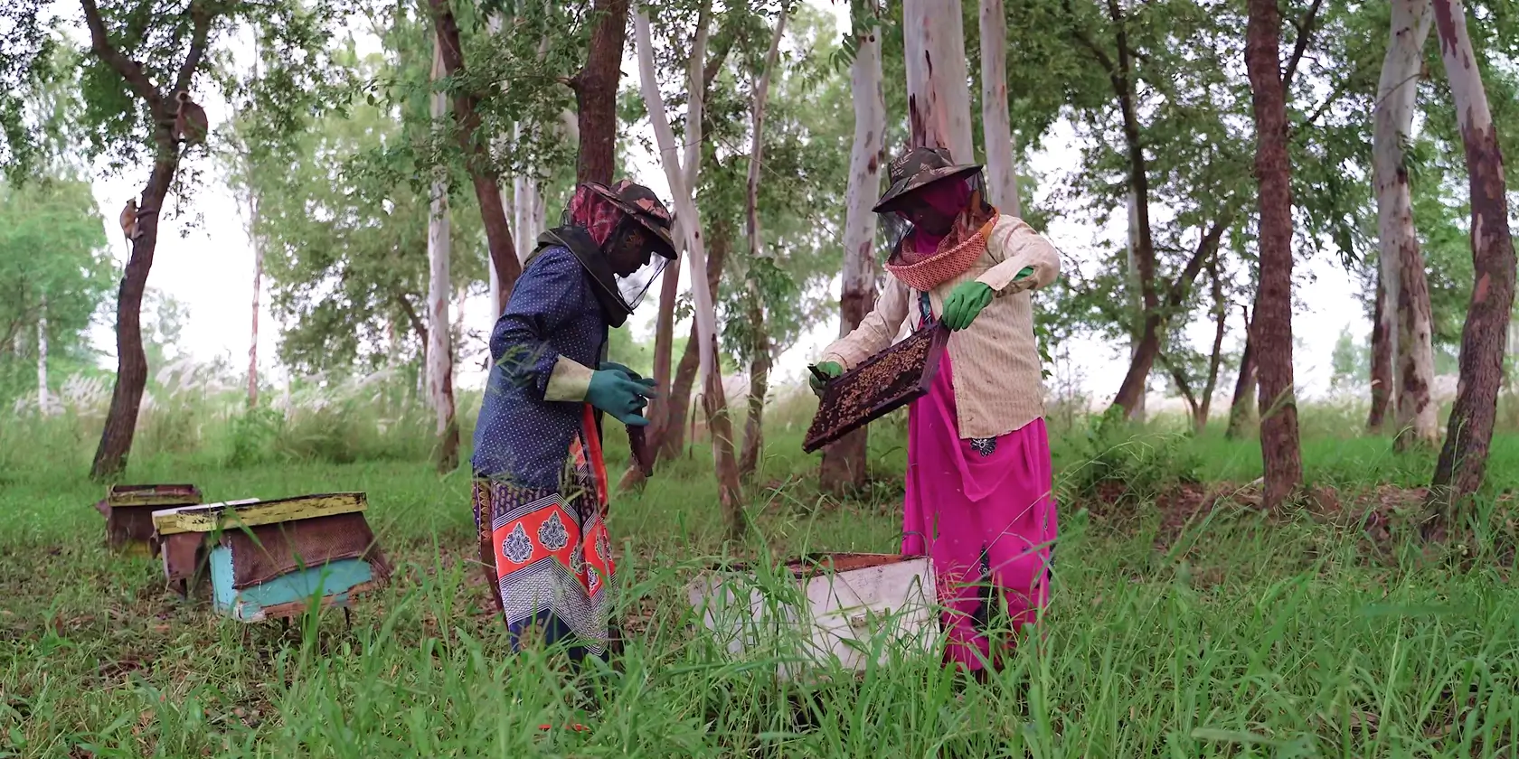 Afforestation in India